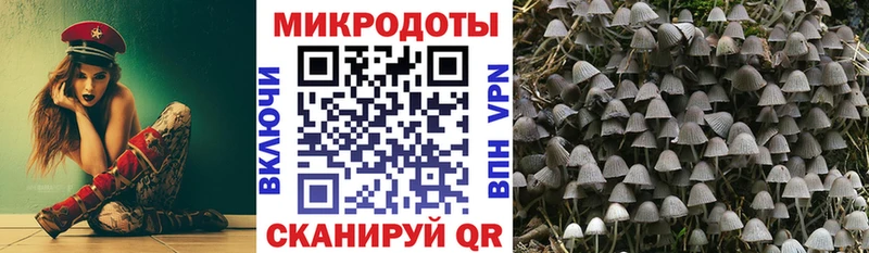Купить Тольятти Галлюциногенные грибы Psilocybine cubensis
